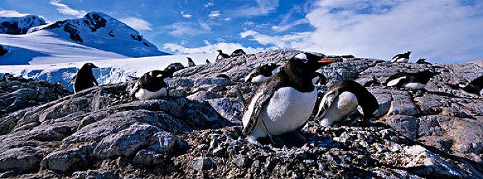 《幻兽帕鲁》经理称因为技术原因 无法登陆Switch